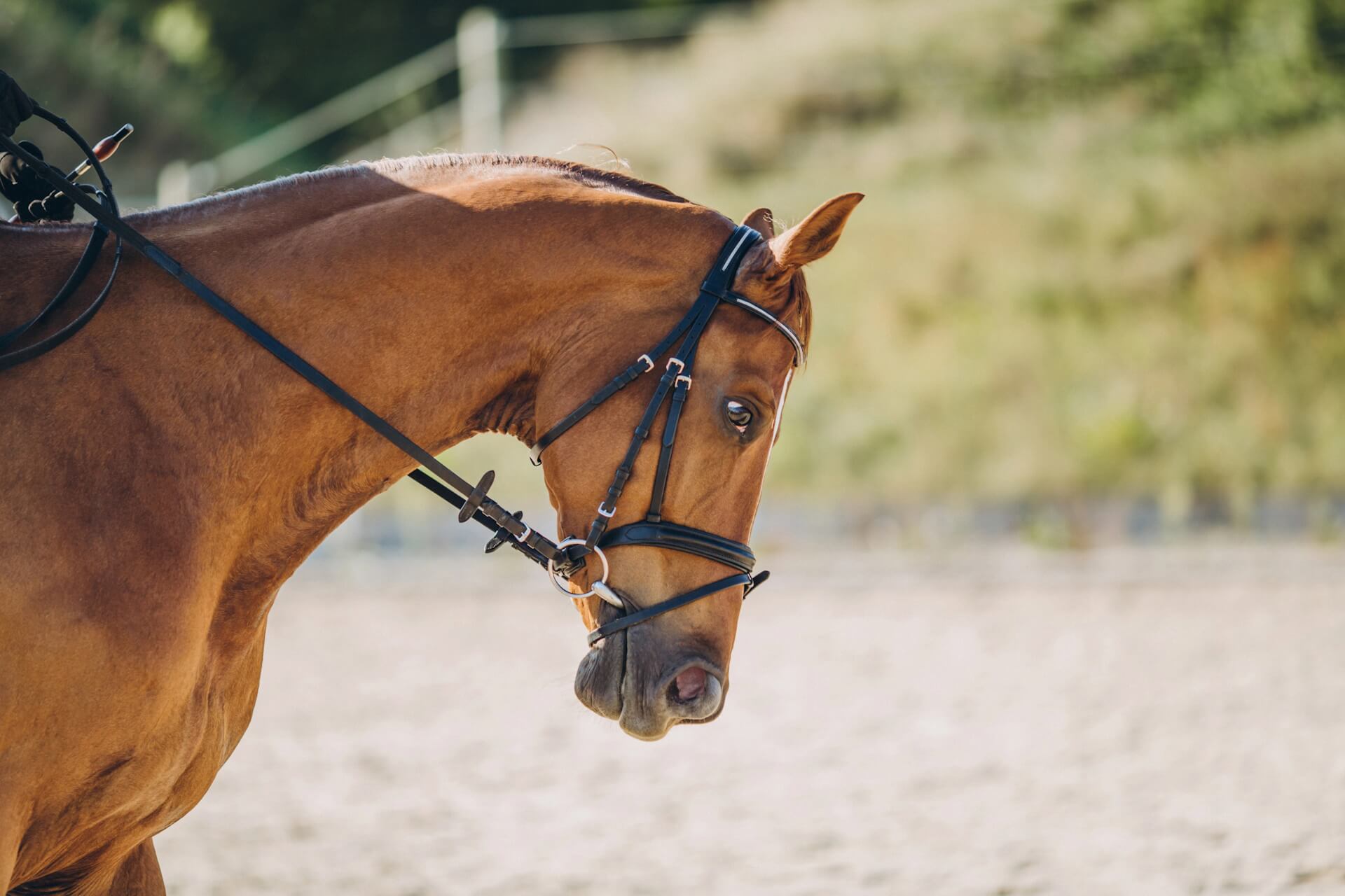 Equestrian management software for riding schools and stables