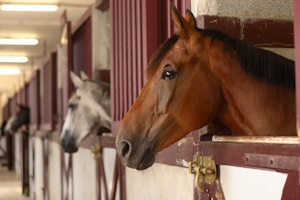 Stable and Livery Yard Software